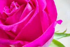 bellissimo rosa rosa fiore macro foto