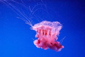 macro di un' bellissimo Medusa cyanea capigliata foto