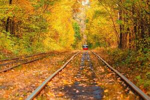 autunno foresta attraverso quale un vecchio tram cavalcate Ucraina foto