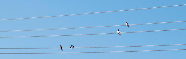 uccelli sedersi su elettrico fili contro il blu cielo foto