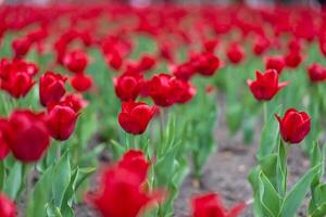 rosso tulipano fiori sfondo all'aperto foto