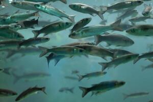 Pesci nel acquario o serbatoio ubder acqua su pesce azienda agricola foto