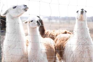 carino animale alpaka lama su azienda agricola all'aperto foto