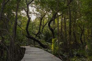 di legno ponte su un' zone umide natura sentiero, di legno ponte ponte con cemento pilastri come un' base nel un' naturale risorsa conservazione la zona. foto