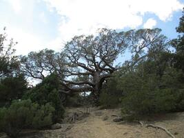 contro il cielo, un' cespuglio e un' diffusione albero su il rocce foto