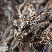 ai generato camuffare nel azione mescolanza con natura foto