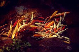 Cinese carpa nel chiaro acqua con le foglie di acqua gigli foto