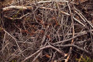 radici di vecchio albero senza terra - biologico sfondo foto