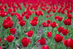 rosso tulipano fiori sfondo all'aperto foto