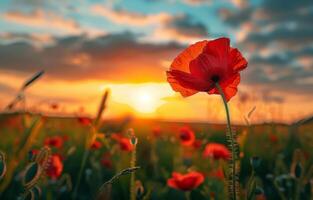 ai generato rosso papavero fiore vicino su nel il campo a tramonto foto