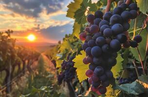 ai generato rosso uva nel vigneto a tramonto foto