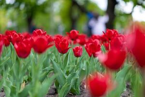 rosso tulipano fiori sfondo all'aperto foto