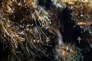 ocellaris pesce pagliaccio clown anemonefish pesce pagliaccio falso percula pesce pagliaccio amphiprion ocellaris animale subacqueo foto vicino su piccolo pesce