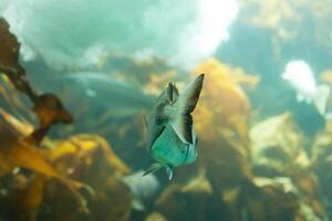 Pesci nel acquario o serbatoio ubder acqua su pesce azienda agricola foto