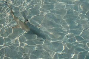 bambino squali a il cristallo chiaro mare acqua. foto