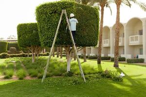 uomo è taglio alberi nel il parco professionale giardiniere nel un' uniforme tagli cespugli foto