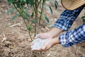 vicino su giardiniere mani hold cenere polvere per fertilizzare impianti nel giardino. concetto, biologico giardinaggio. cenere può ottenere sbarazzarsi di insetti, parassiti di impianti, Ottimizzare suolo. foto