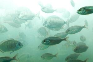 Pesci nel acquario o serbatoio ubder acqua su pesce azienda agricola foto