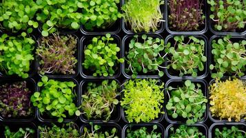 ai generato superiore Visualizza di diverso microgreen tipi nel piazza pentole. varietà di giovane commestibile germogli. concetto di diversità nel urbano giardinaggio, nutriente germogliare, compatto agricoltura, salutare stile di vita foto