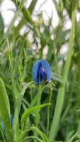 lathyrus sativus migliore androide sfondo foto