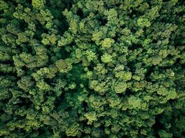 aereo superiore Visualizza di verde alberi nel foresta. fuco Visualizza di denso verde albero cattura co2. verde albero natura sfondo per carbonio neutralità e netto zero emissioni concetto. sostenibile verde ambiente. foto