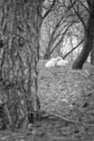 Pasqua agnelli su un' verde prato dire bugie fra alberi nel nero e bianca. bianca lana foto