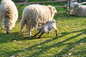 Pasqua agnello bevande con il suo madre nel un' verde prato. bambino azienda agricola animale su un' azienda agricola foto