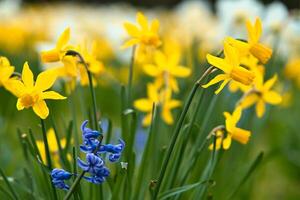 giunchiglie a Pasqua tempo su un' prato. giallo fiori brillare contro il verde erba foto