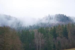 nebbioso foresta su un' montagna nel il Elba arenaria montagne. cupo atmosfera foto