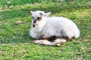 Pasqua agnello dire bugie su un' verde prato. bianca lana su un' azienda agricola animale su un' azienda agricola. animale foto