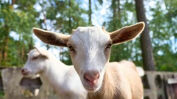 ritratto di un' capra. divertente animale foto. azienda agricola animale su il azienda agricola. animale foto