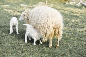 Pasqua agnello bevande con il suo madre nel un' verde prato. bambino azienda agricola animale su un' azienda agricola foto