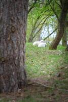 Pasqua agnelli dire bugie fra alberi nel un' verde prato. bianca lana su un' azienda agricola animale foto