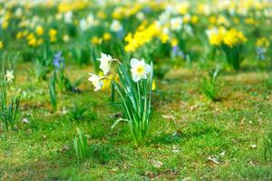 giunchiglie a Pasqua tempo su un' prato. giallo bianca fiori brillare contro il erba foto