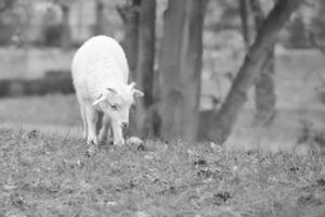 Pasqua agnello sta su un' verde prato nel nero e bianca. bianca lana su un' azienda agricola animale foto