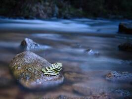 lungo esposizione di un' fiume, pietre con felce foglia nel il primo piano. foresta sfondo foto
