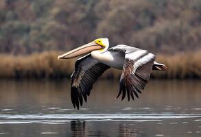 ai generato un' vicino su di un' pellicano foto