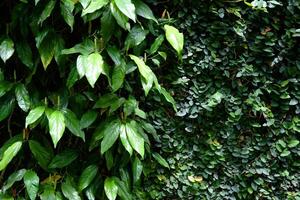 fresco verde impianti pianta rampicante e edera copertina su il parete sfondo foto