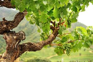 paesaggi e dettagli di bellissimo cileno vigneti foto