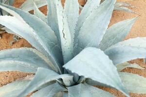 blu Agave cactus sfondo vicino su foto