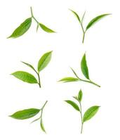 foglia di tè verde isolata su sfondo bianco