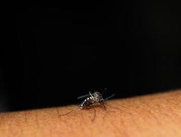 la zanzara si siede sulla pelle succhia il sangue foto