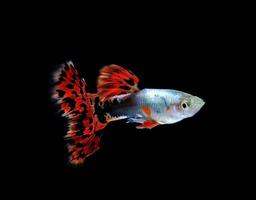 pesce guppy che nuota isolato su nero foto