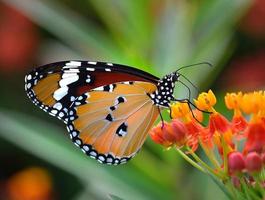 farfalla sul fiore d'arancio foto