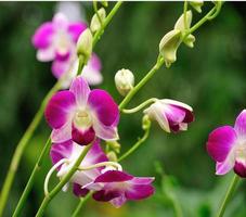 bellissima orchidea viola foto