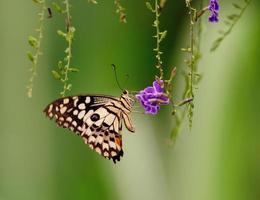 farfalla su un fiore foto