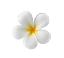 fiore di frangipani isolato sfondo bianco white foto