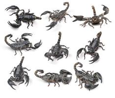 scorpion pandinus imperator isolato su sfondo bianco foto