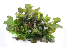 foglie di lattuga verde fresca isolate su bianco foto
