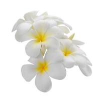 fiore di frangipani isolato sfondo bianco white foto